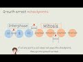 ATI TEAS 7 I Cell Cycle- Interphase + Mitosis I