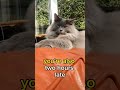 Funny cat memes...#catmemes #funnycats #catlover #ragdolls #blackcat