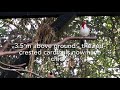 Breeding success | community bird aviary | softbills and finch aviary | S1:Ep10