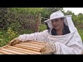 Първите стъпки в пчеларството: Хващане на рояк  @kofasmed  #пчелинътнаДидоиКали