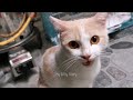 2 HOURS REAL CAT IN HEAT MEOWING MATE CALLING - PRANK YOUR PETS