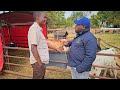 From Australia to Making Thousands of Dollars in Zimbabwe Doing DAIRY FARMING (selling Bulls ONLY)