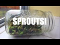 Boost Nutrition by Sprouting | Absorb More!