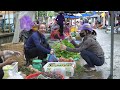 10 Hectares of giant dragon fruit garden, harvested for sale at the market