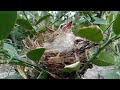 The first day a new baby trucukan bird grows full feathers on its wings