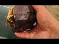 Wow Exciting Fishing for Ornamental Fish in Ponds,Colorful Fish,Betta Fish,Catfish,Turtles,Ducks