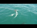 Dolphin Watching at Kaikoura (2 of 2)