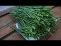 With just a towel and water, I can grow green onions