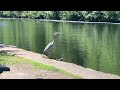 Great blue heron