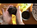 Potting Up Tomato Seedlings