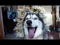 Tree Decorating But My Husky Is The Main Character!