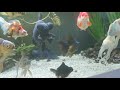 Fancy goldfish (🦋 telescopes, Ryukin, fantail) waiting für pond season