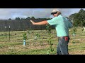 How to Prune and Train a Grapevine - 1st Year