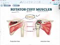 ANATOMY OF SHOULDER JOINT AND ROTATOR CUFF MUSCLES