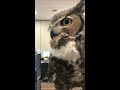 The call of a great horned owl