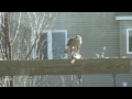 Peregrine falcon eating a mourning dove