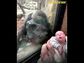 Gorilla Mother Admires Human Baby - Shows her own Family