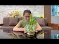 Beautiful potted aquatic plants for home decoration, propagated from leaves