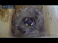 All 11 chicks have left the nest!! 79 days from nesting to fledging of Japanese Tit (Great Tit)