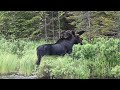 Bull moose in velvet emerges from a lake, Gunflint Trail/Boundary Waters, Minnesota.