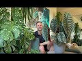 ALOCASIA CUPREA - Plant Spotlight & Care Tips