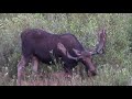 Massive Bull Moose in Grand Teton National Park