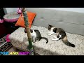 Funniest Animals 😄 New Funny Cats and Dogs Videos 😹🐶