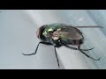 Here’s How That Annoying Fly Dodges Your Swatter | Deep Look