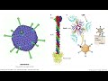 Virology Lectures 2023 #5: Attachment and Entry