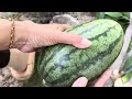 Amazing. The Simplest Way Grafting Mango Tree in Watermelon, With Top Videos