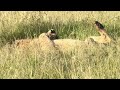 Lion Life in Naboisho Conservancy Masai Mara Kenya