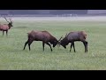 The 2022 Elk Rut in Cherokee, NC