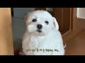 [ENG SUB] When a home-loving dog goes to another house