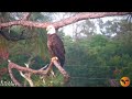 Evening of May 5th with Swampy, Abby and Blaze Eagle Country LIVE Bald Eagle Cam - Bayhead Cam