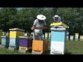 Pčele - Kako se neguje uhvaćen roj, a kako veštački?