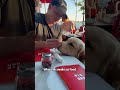 Golden Retrievers Are So In Love With Human Brother