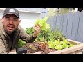 5 Fast Growing Veggies You Can Harvest in Under 1 Month