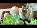 Two Succulent Arrangements in Glazed Terracota Pots