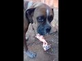 WMPCDOGBOXER💪Baruky chegando ao fim no manejo