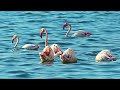 4K HDR 60fps Dolby Vision with Animal Sounds & Peaceful Music (Colorfully Dynamic) #7