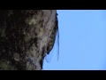 Canto da Cigarra - Cicada's song (Cicadoidea)
