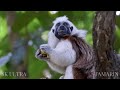 Amazon Animals 8K ULTRA HD | | Wildlife of Amazon Jungle | Amazon Rainforest
