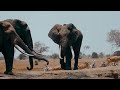 8K Wildlife Documentary | THE WORLD OF ANIMALS in 8K ULTRA HD