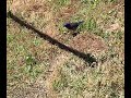 Bluebird in my backyard