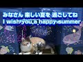 暑中お見舞い申し上げる猫 / Summer greetings from cat