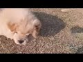 chow chow puppy 3 month old playing in park #sultanthecreamchow #shorts