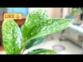 18.ZZ plant growth|benefits of zz plant #zzplantcare  #trending #viralvideo #indoorplants