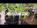 Cannabis Breeding - Amnesia X Purple Punch, White Widow & Orange Bubblegum (Flower Wk 2.5 Update)