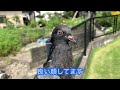 飛べなくなった鳩を保護しました。2週間の活動記録