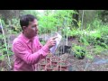 Best Moringa to Grow & Rare Herb Nursery